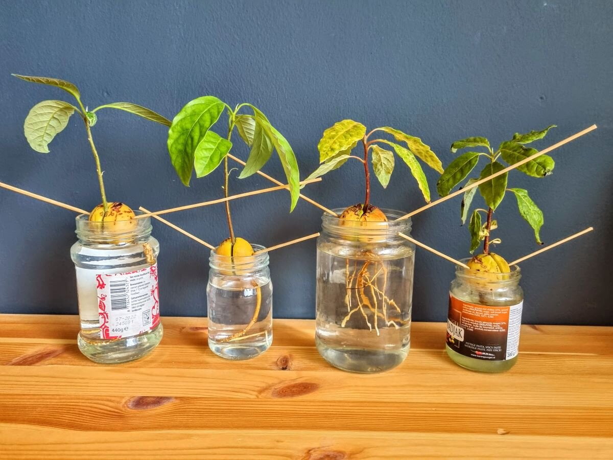 Avocadoplant laten groeien uit pit