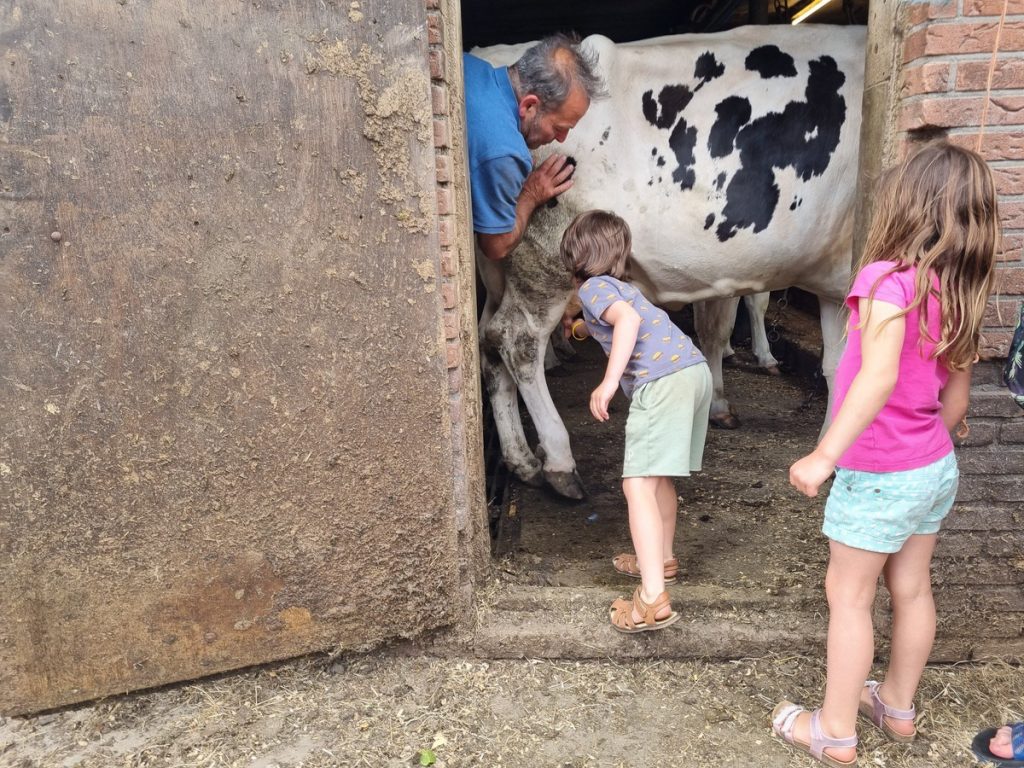 Koeien melken tijdens verblijf BoerenBed.