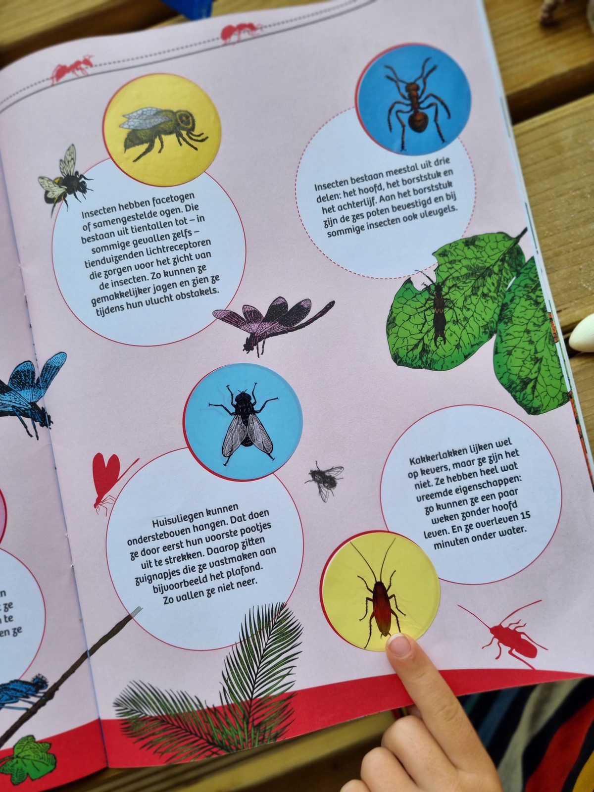 Hier kun je zien hoe het insectenboek Kriebeldiertjes er eruitziet als je het openslaat.