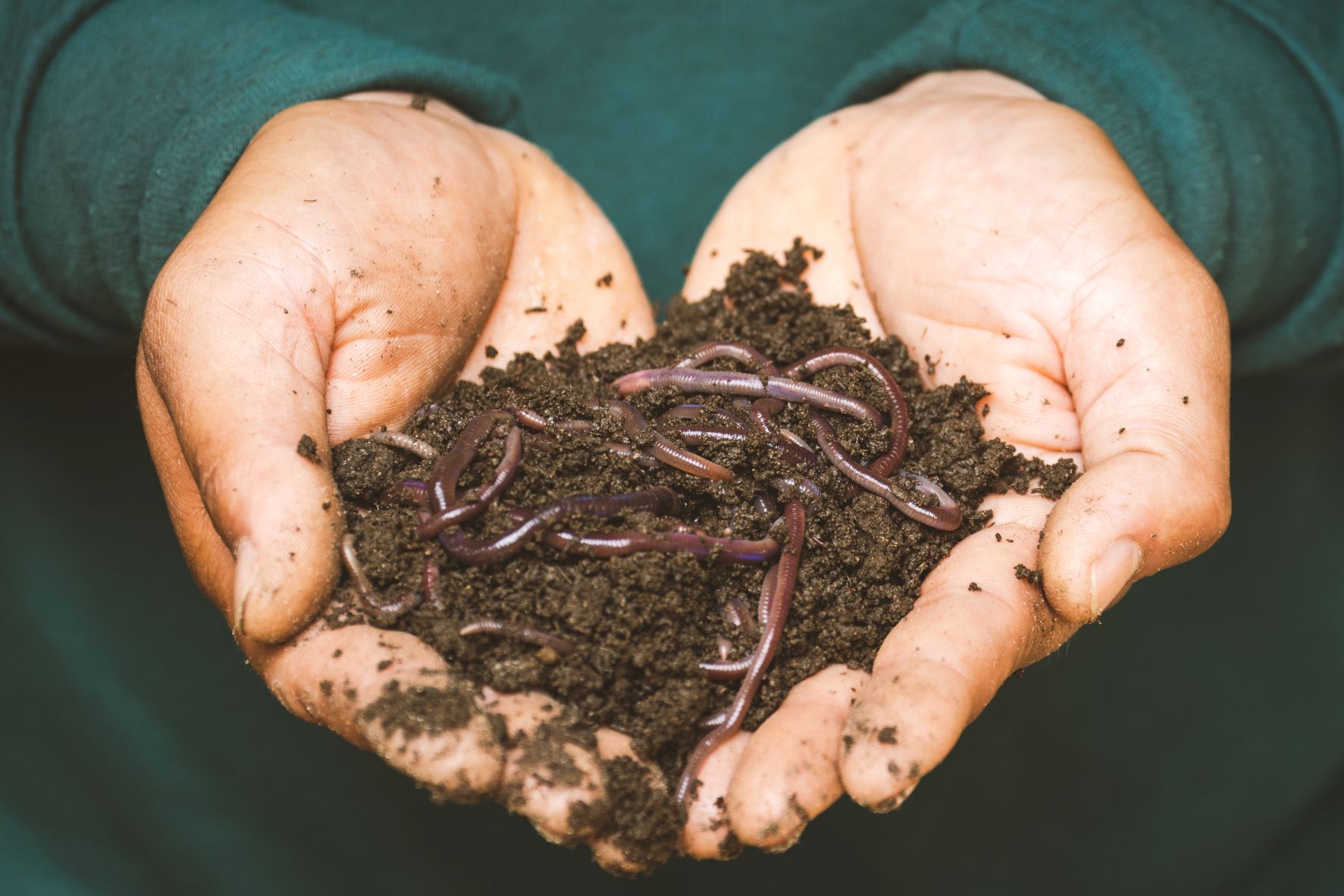 Duurzaam tuinieren zonder turf: maak zelf wormen compost