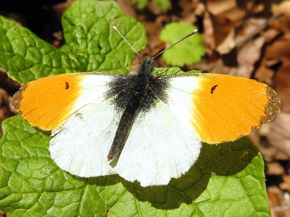 Oranjetipje inheemse vlindersoort