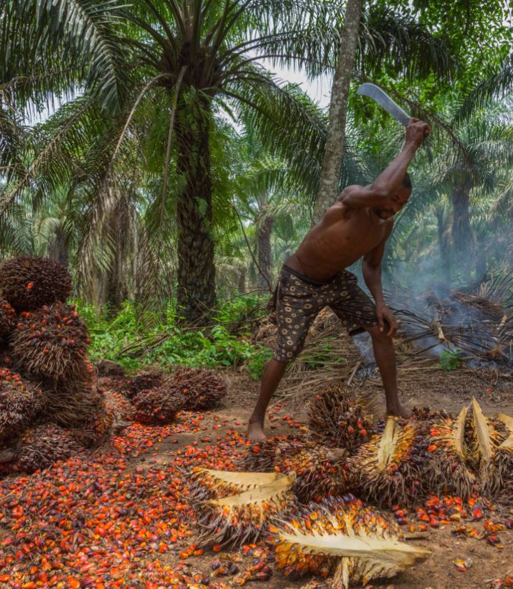Duurzame palmolie