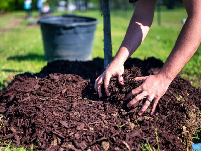 Mulchen is belangrijk voor het bodemleven