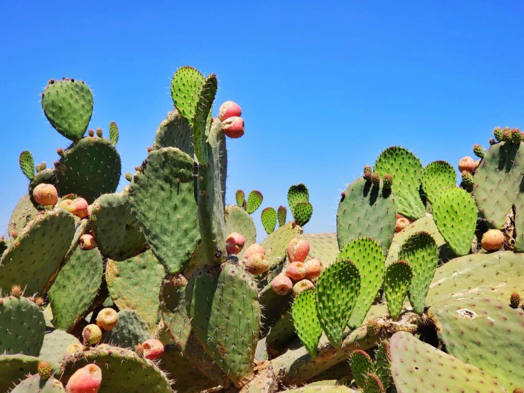Van cactussen wordt vegan leer gemaakt.
